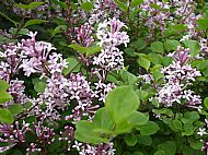 Dwarf lilac....