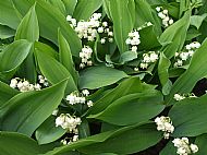 Lily-of-the-valley(1)....