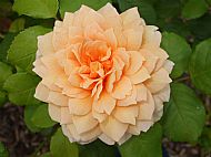 'Grace' rose(3)....