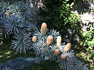 Fir tree....