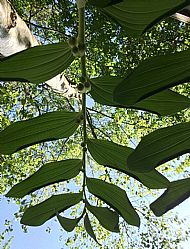 Looking up through Solomons Seal to Silver Birch canopy....