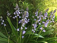 Bluebells....