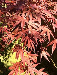 Acer....