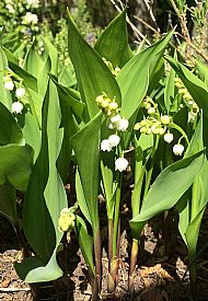 Lily-of-the-valley(2)....