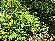 Yellow tree paeony....