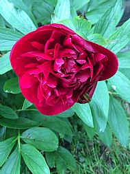 Paeony.....