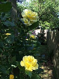 Climbing rose....