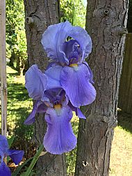 Flag iris....