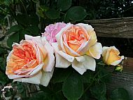 Rambling rose(2)....