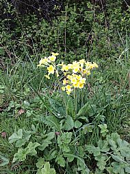 Cowslip....