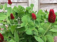 Crimson clover....