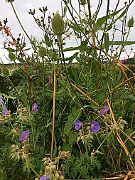 Sow thistle, teasel, meadow cranesbill....