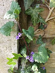 Ground ivy...