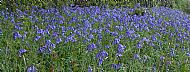 Roadside bluebells(1)....