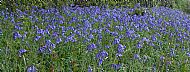 Roadside bluebells(1)....