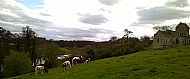 April 2016 - Lambs in church landscape 1