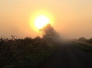 23 Jul 2019 - Sunrise through the mist, Pilton Road.