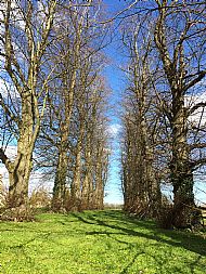 31 Mar 2020 - Avenue of Limes Before Leaf, The Green