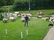 Heading down for shearing.....