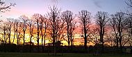 2 Feb 2015, 7.34am - Sunrise through the limes, The Green.