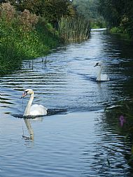 Sept 2014 - Swans coming down the backwater.