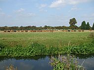 Sept 2014 - Cattle playing 'Follow my leader'!