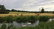 Jul 2019 - Swan family.