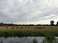 Jul 2019 - The moos saying 'What are you doing here?' - the Nene Way footpath goes diagonally over to the High Bridge and Achurch.