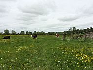 May 2018 - cattle near the High Bridge - dogs on leads near livestock please!