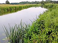 Jul 2015 - lush growth upstream from High Bridge towards lock.