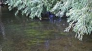 Aug 2016 - overhanging willows, haunt of the kingfisher, the Mill Pond.