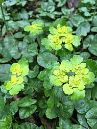 Alternate Leaved saxifrage