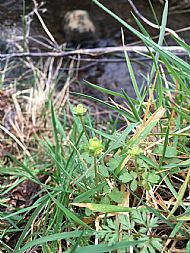 Moschatel