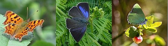 three photographs of butterflies.  the first is a comma butterfly perched on a leaf with its wings open showing the ragged outline of its wing and the orange and brown colour of its upperwings.  the next on the right is of a purple hairstreak butterfly perched on bracken leaves with its wings open showing the black colour with purple-blue iridescence of the upperwings. on the far right is a green hairstreak on a blaeberry leaf with its wings closed showng the emerald green underwing with white streak of spots.