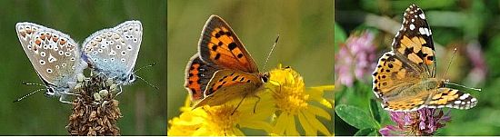 three photographs of butterflies.  the first shows a pair of common blues perched on a plantain flower showing the greyish blue underwing with white, black and orange spots.  the next on the right is of a small copper perched on a ragwort flower showing the orange colour of its upperwing with dark brown markings and blue spots.  on the far right is a painted lady on a red clover flower with its wings open showing the pale orange colour with dark brown and white markings.