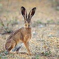 Brown Hare