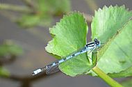 Common Blue Damselfly