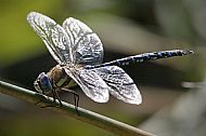 Common Hawker