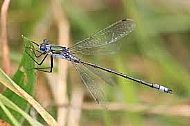 Emerald Damselfly