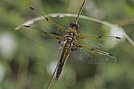 Four-Spotted Chaser