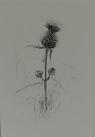 Thistle