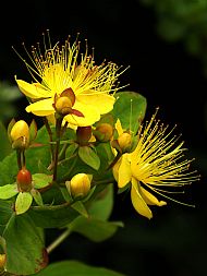 3rd Place - Charming St John's Wort