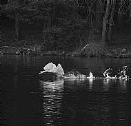 Commended - Flying Swan at White Loch