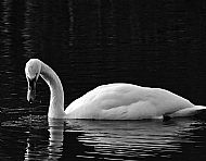 Highly Commended - Swan