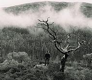 Highly Commended - The Silent Observer