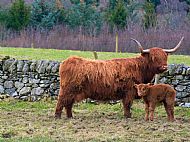 Mum and Calf