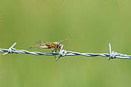 Common Darter
