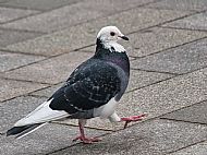 Goosestepping Pigeon
