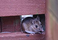 Wee Garden Visitor