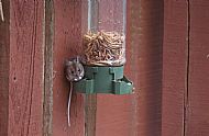 The Mealworm Thief